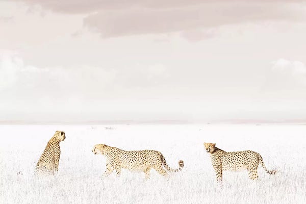 Klaus Tiedge: White Three Cheetahs  by Klaus Tiedge