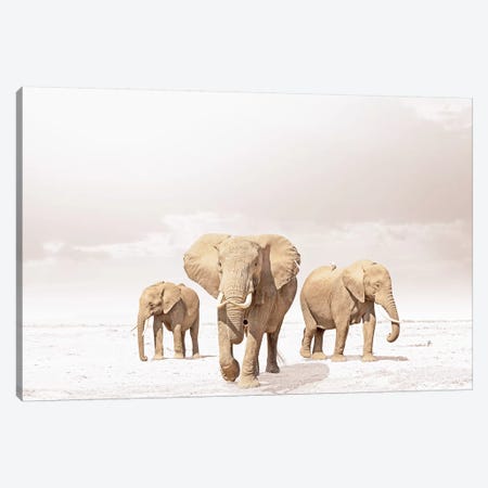 White Three Elephants Canvas Print #KTI35} by Klaus Tiedge Canvas Print
