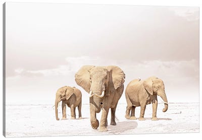 White Three Elephants Canvas Art Print - Klaus Tiedge