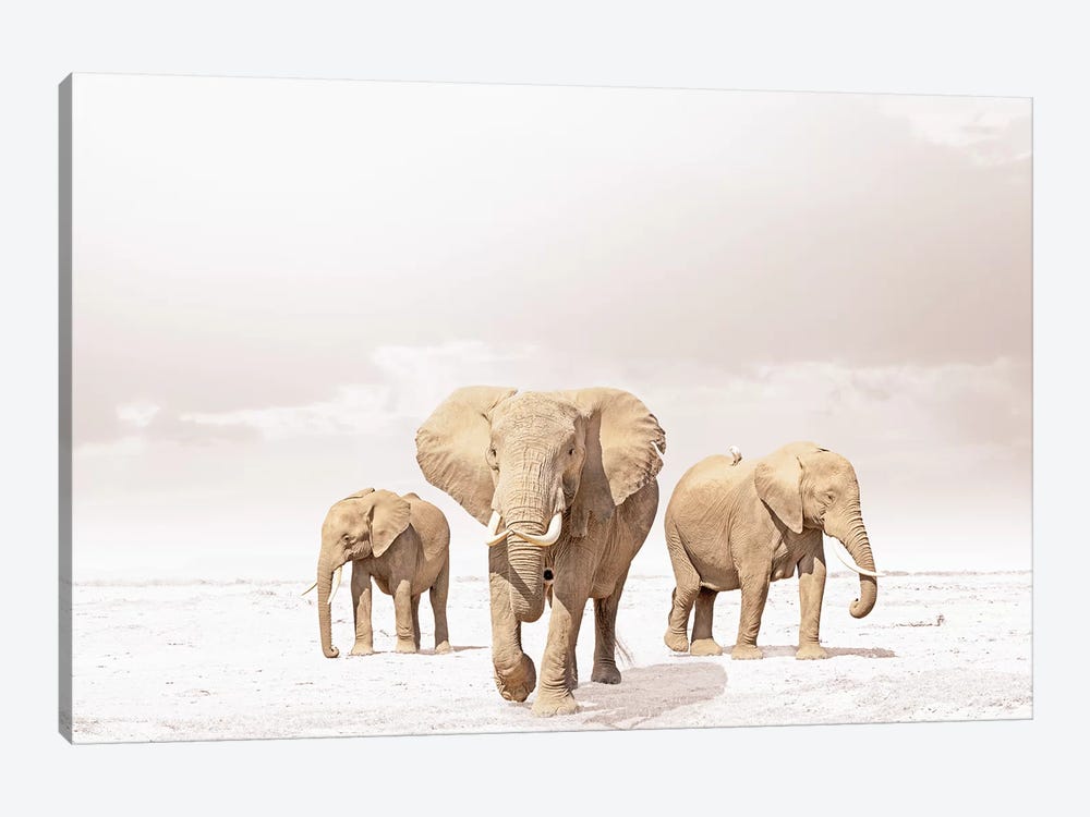 White Three Elephants by Klaus Tiedge 1-piece Canvas Art