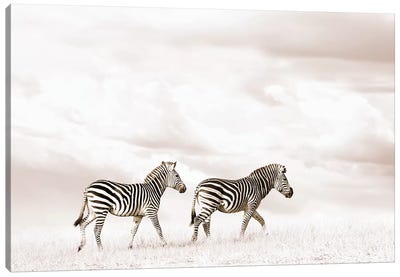 White Zebra Duo Canvas Art Print - Zebra Art