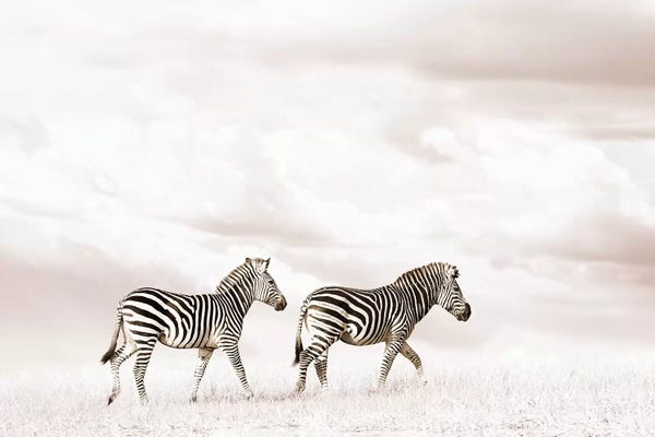 Klaus Tiedge: White Zebra Duo by Klaus Tiedge