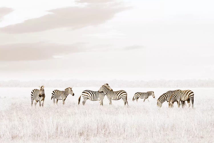 White Zebras 