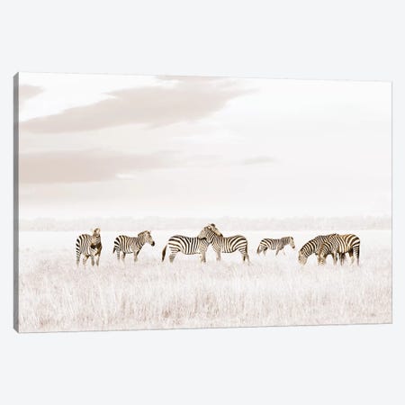 White Zebras  Canvas Print #KTI37} by Klaus Tiedge Canvas Print