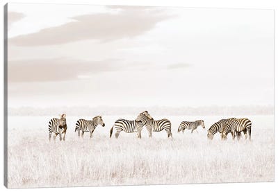 White Zebras  Canvas Art Print - Minimalist Wildlife Photography