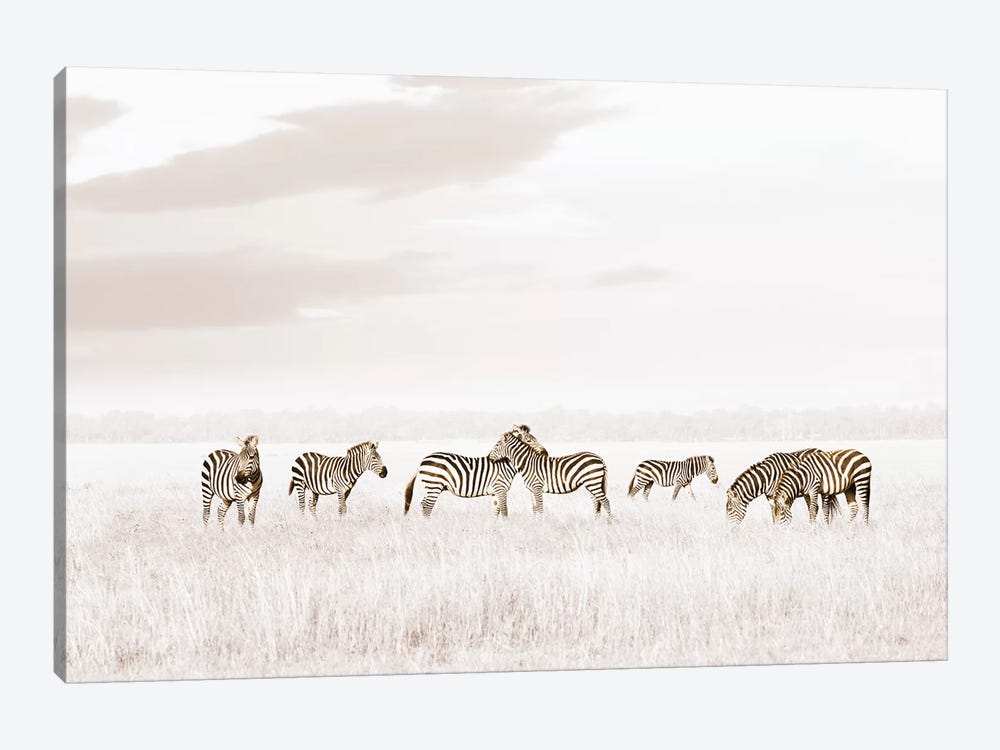 White Zebras  by Klaus Tiedge 1-piece Canvas Artwork
