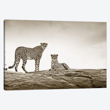 Alert Cheetahs Canvas Print #KTI38} by Klaus Tiedge Canvas Artwork