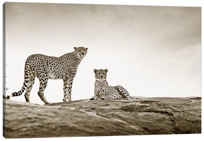 Alert Cheetahs Canvas Art Print - Klaus Tiedge