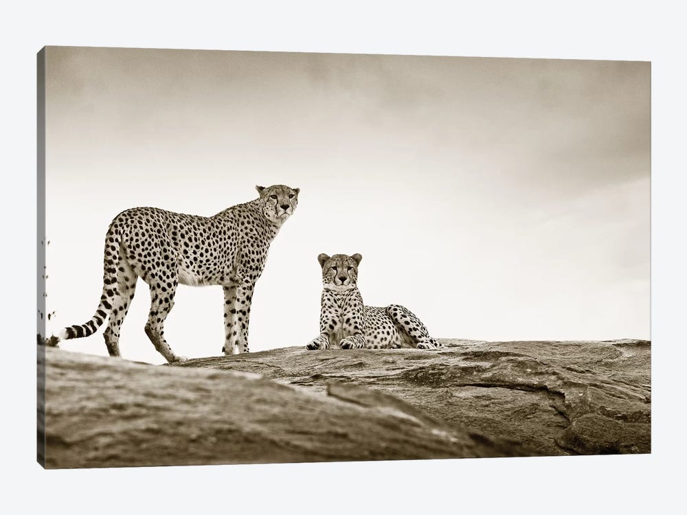 Alert Cheetahs by Klaus Tiedge 1-piece Art Print