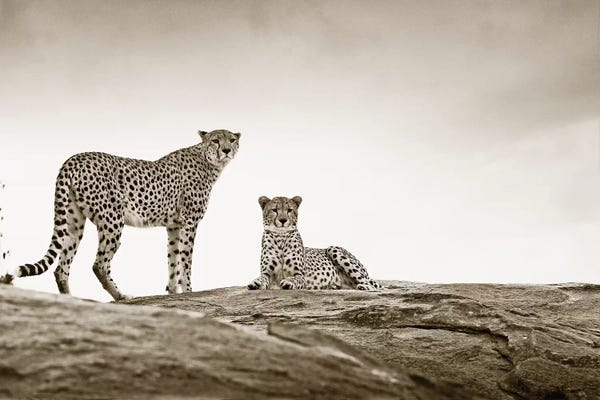 Klaus Tiedge: Alert Cheetahs by Klaus Tiedge