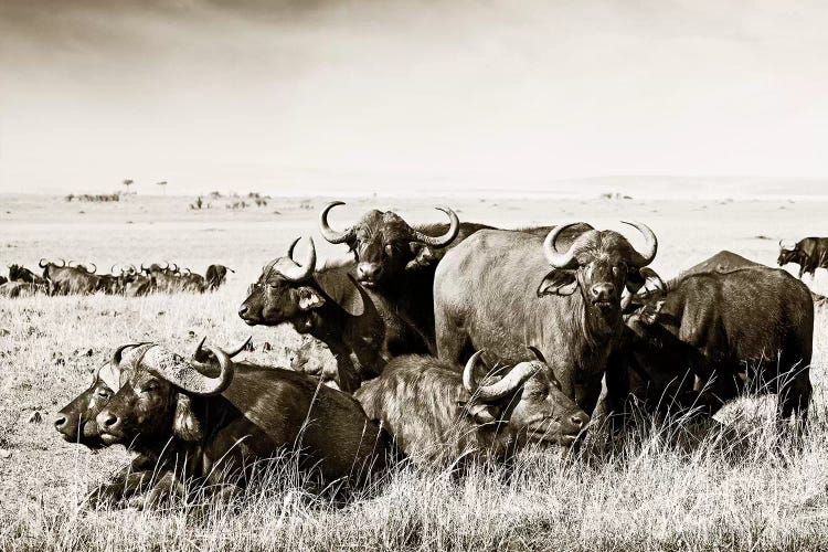 Allied Buffaloes