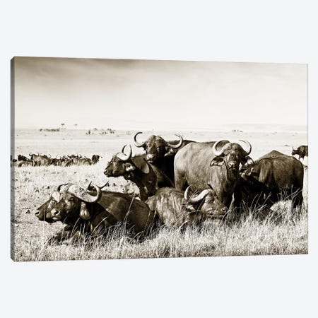 Allied Buffaloes Canvas Print #KTI39} by Klaus Tiedge Canvas Art