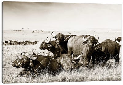 Allied Buffaloes Canvas Art Print - Klaus Tiedge