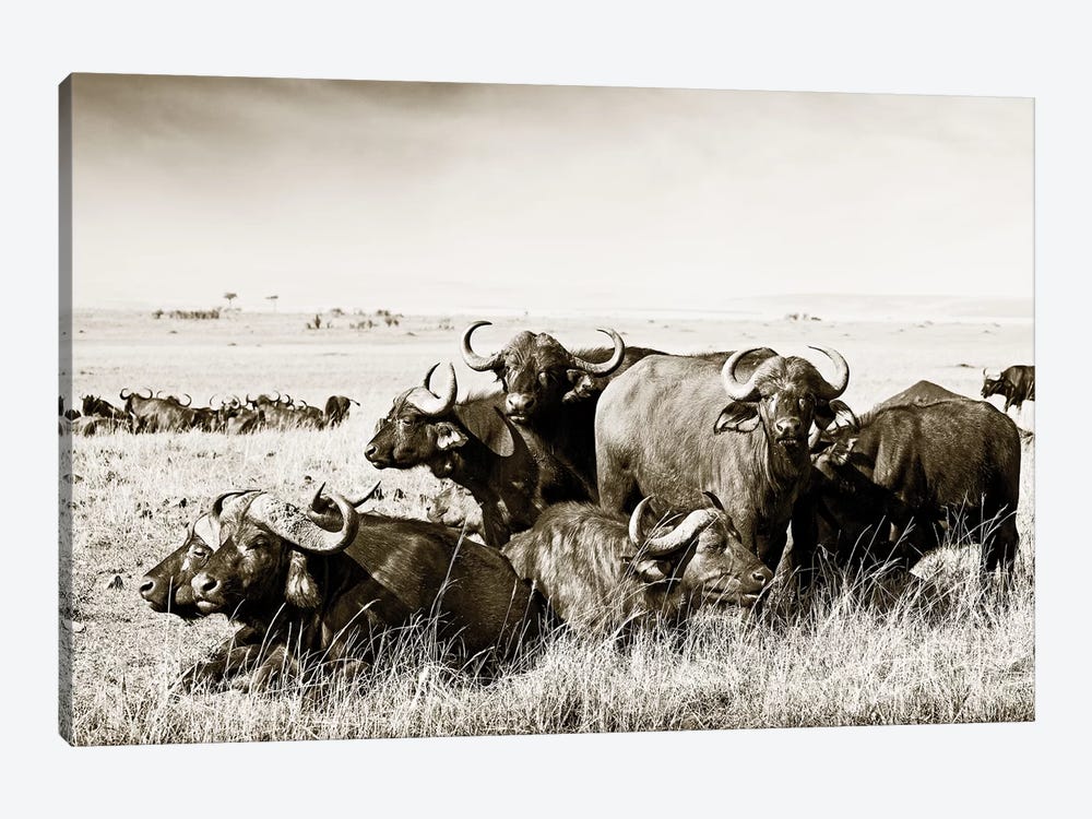 Allied Buffaloes by Klaus Tiedge 1-piece Canvas Art