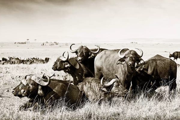 Klaus Tiedge: Allied Buffaloes by Klaus Tiedge