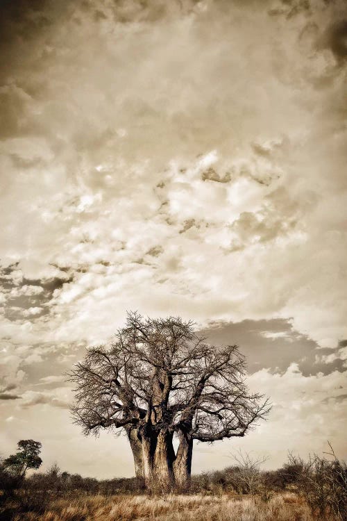 Baobab Hierarchy III