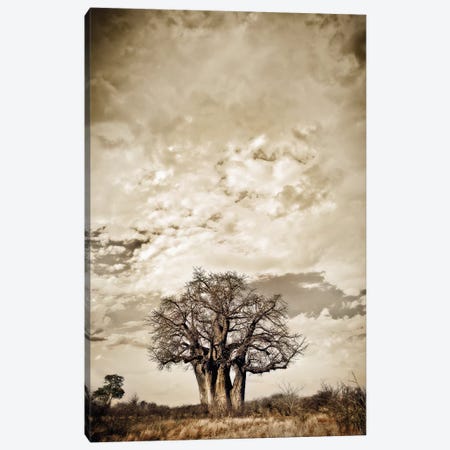 Baobab Hierarchy III Canvas Print #KTI3} by Klaus Tiedge Canvas Print