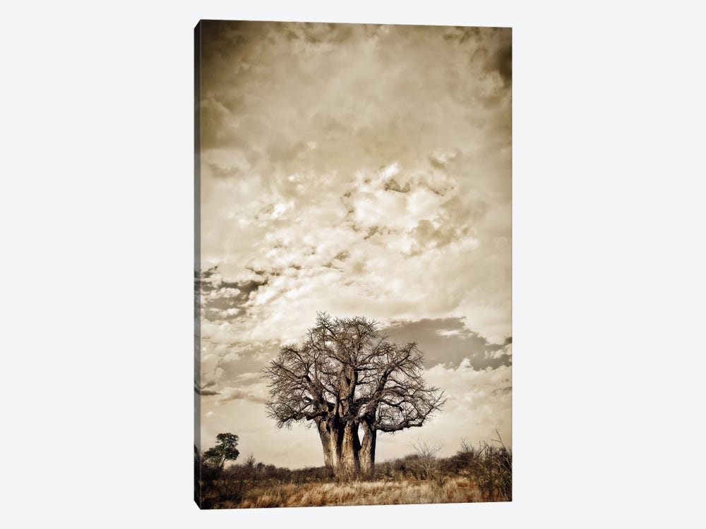 Baobab Hierarchy III by Klaus Tiedge 1-piece Canvas Artwork