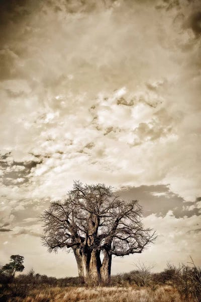 Klaus Tiedge: Baobab Hierarchy III by Klaus Tiedge