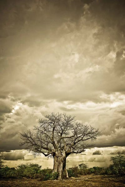 Baobab Hierarchy IV by Klaus Tiedge canvas print