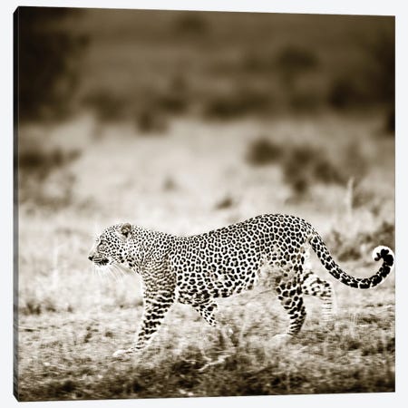Approaching Leopard Canvas Print #KTI40} by Klaus Tiedge Canvas Art Print