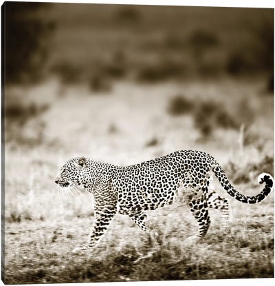 Approaching Leopard Canvas Art Print