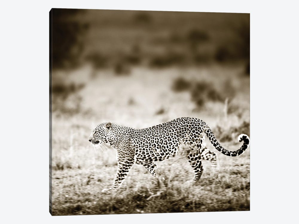 Approaching Leopard by Klaus Tiedge 1-piece Canvas Art