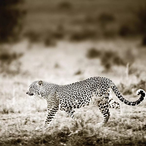Klaus Tiedge: Approaching Leopard by Klaus Tiedge