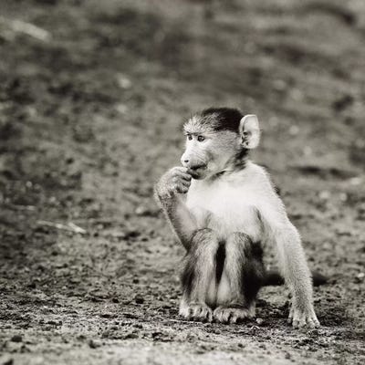 B&W Cheekey Monkey by Klaus Tiedge acrylic art print