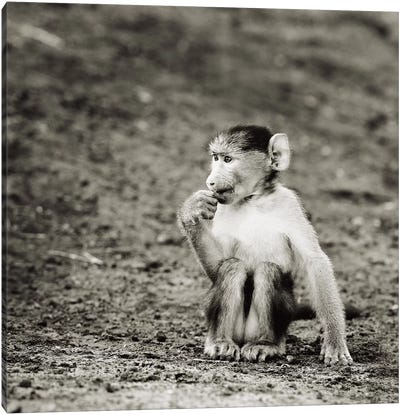 B&W Cheekey Monkey Canvas Art Print - Klaus Tiedge