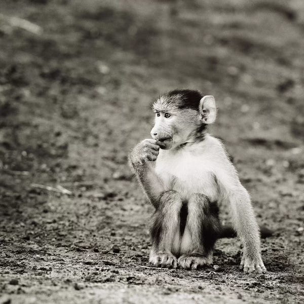 Klaus Tiedge: B&W Cheekey Monkey by Klaus Tiedge