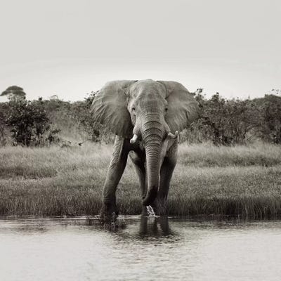 B&W Elephant Drinking by Klaus Tiedge canvas print