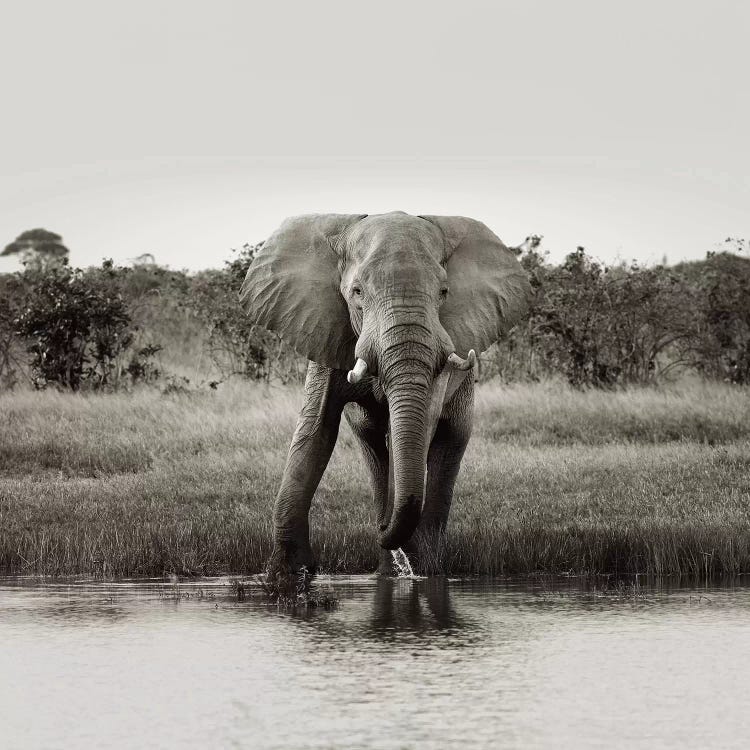 B&W Elephant Drinking