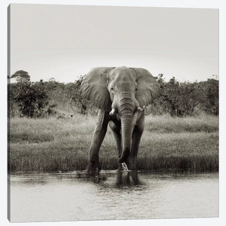 B&W Elephant Drinking Canvas Print #KTI42} by Klaus Tiedge Canvas Print