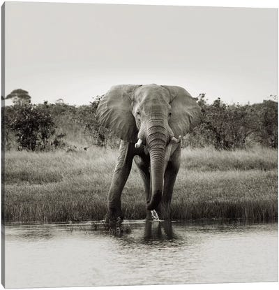B&W Elephant Drinking Canvas Art Print - Klaus Tiedge