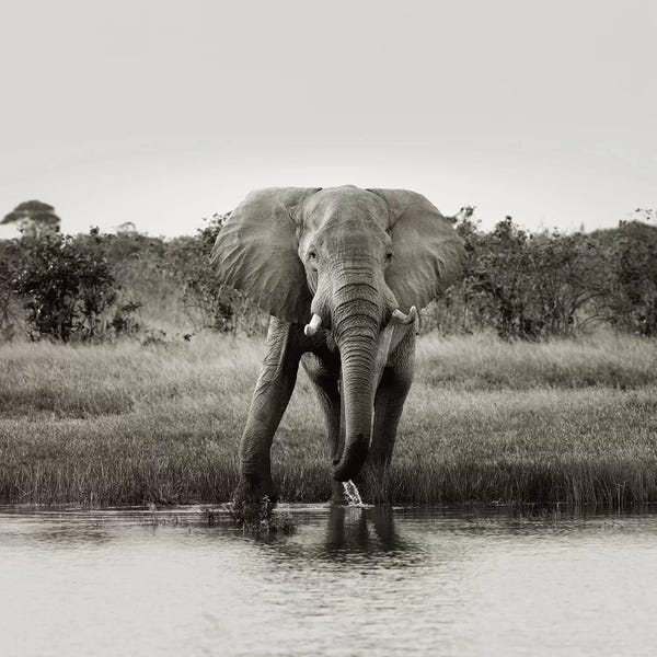 Klaus Tiedge: B&W Elephant Drinking by Klaus Tiedge