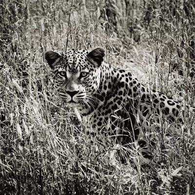 B&W Elusive Leopard  by Klaus Tiedge art print
