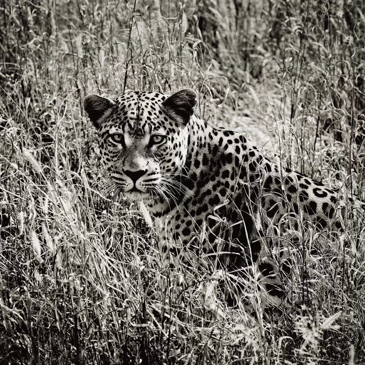 B&W Elusive Leopard 