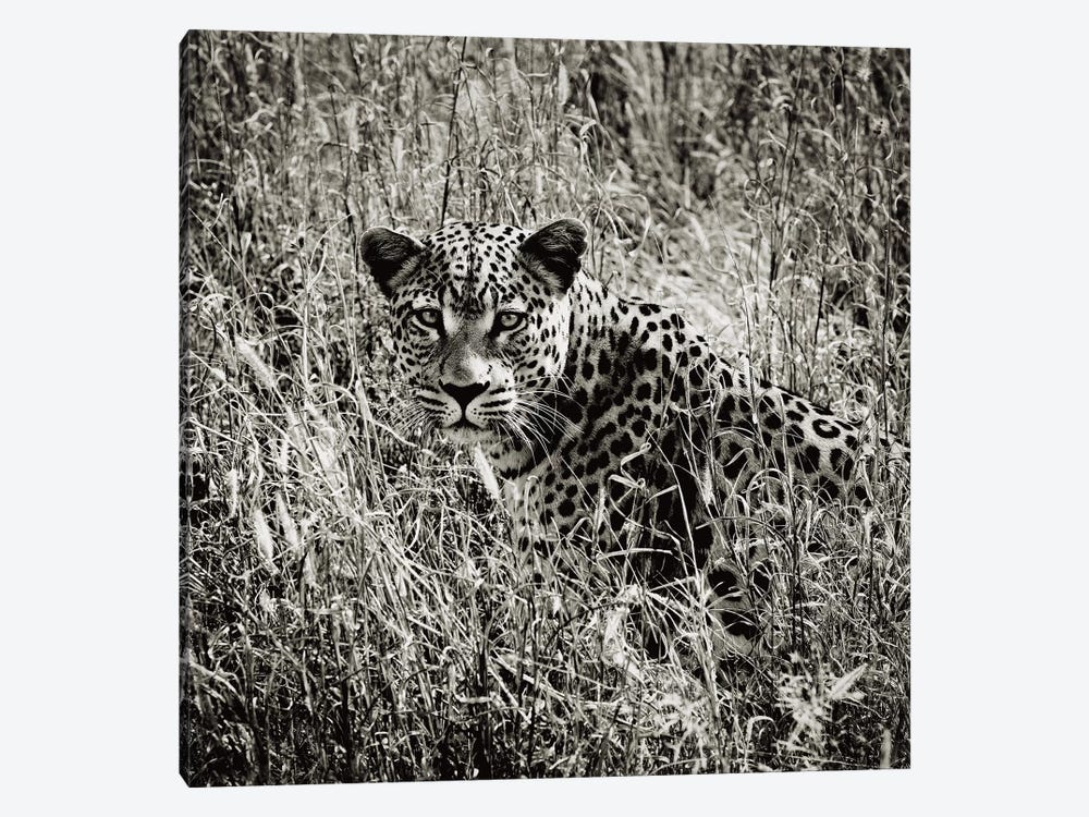 B&W Elusive Leopard  by Klaus Tiedge 1-piece Art Print
