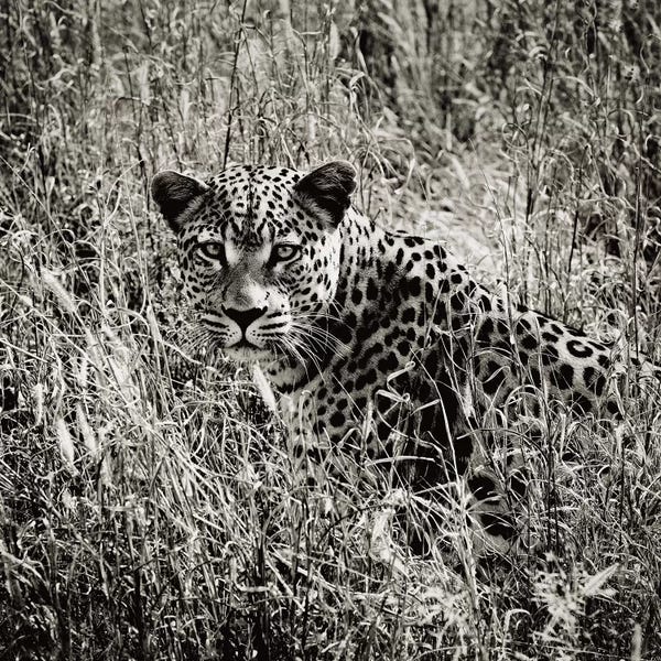 Klaus Tiedge: B&W Elusive Leopard  by Klaus Tiedge