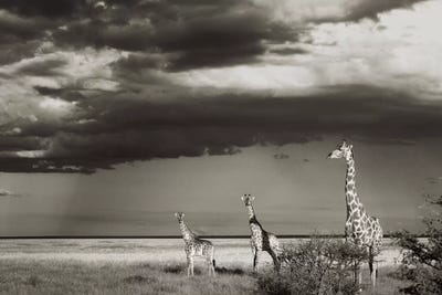 B&W Giraffe Trio by Klaus Tiedge canvas print