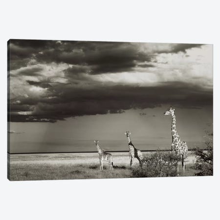 B&W Giraffe Trio Canvas Print #KTI44} by Klaus Tiedge Canvas Artwork