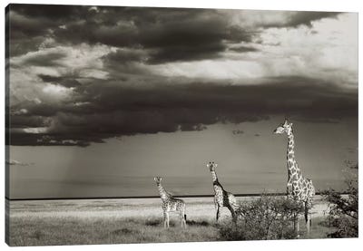 B&W Giraffe Trio Canvas Art Print - Klaus Tiedge