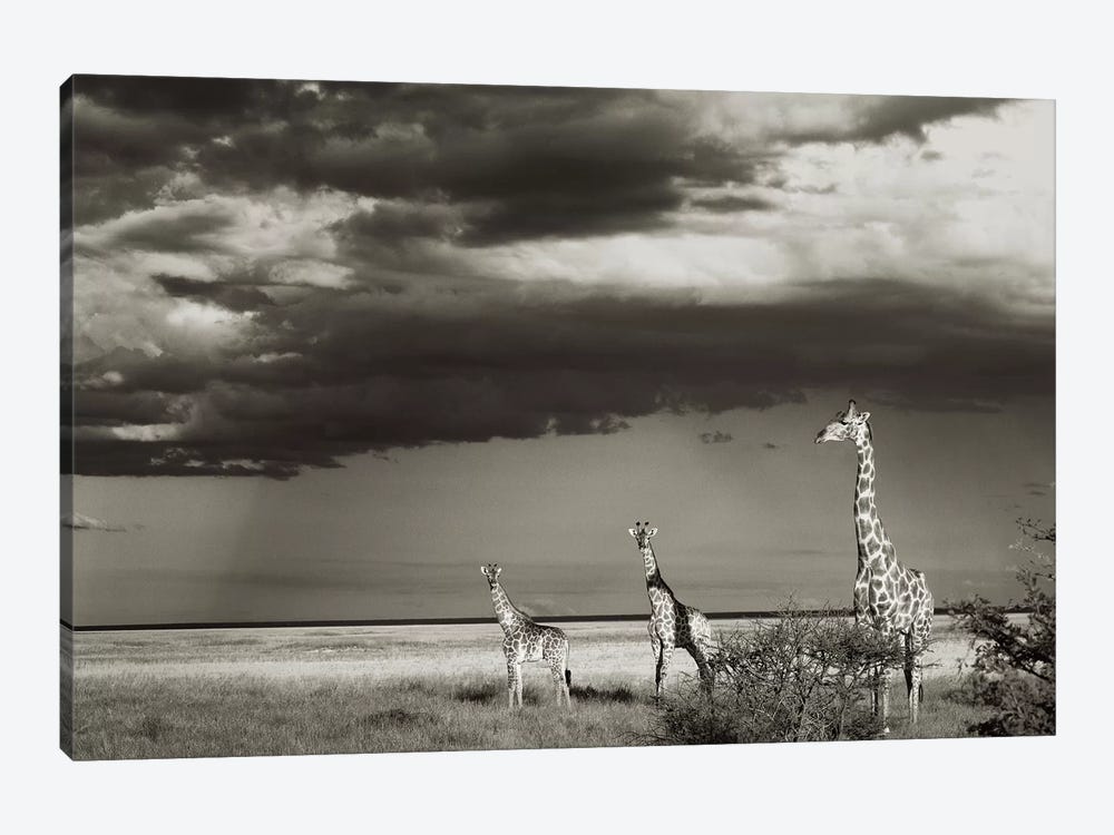 B&W Giraffe Trio by Klaus Tiedge 1-piece Canvas Art
