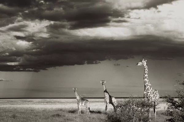 Klaus Tiedge: B&W Giraffe Trio by Klaus Tiedge