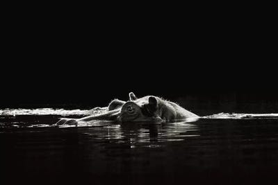 B&W Hippo At Waters Edge by Klaus Tiedge art print