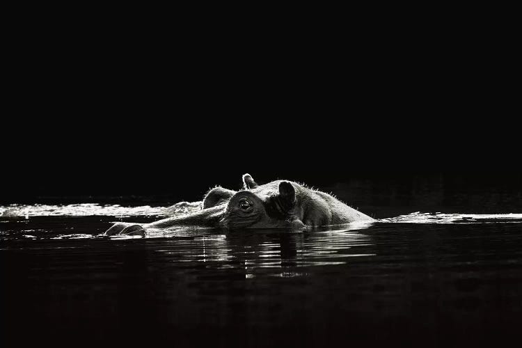 B&W Hippo At Waters Edge