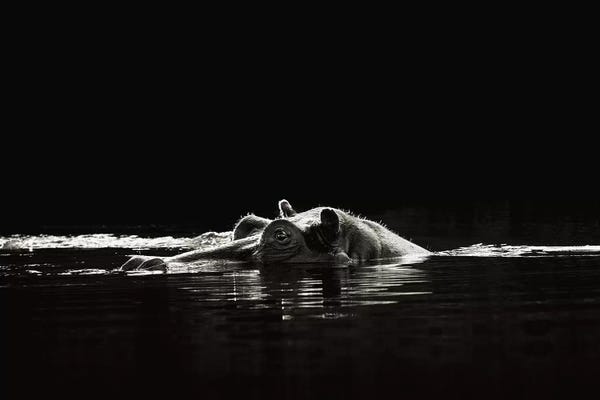 Klaus Tiedge: B&W Hippo At Waters Edge by Klaus Tiedge