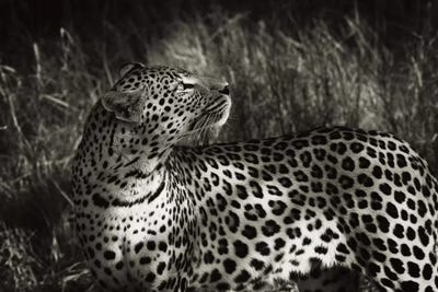 B&W Leopard At Rest by Klaus Tiedge art print