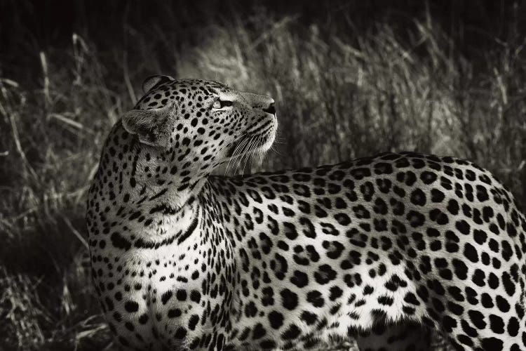 B&W Leopard At Rest